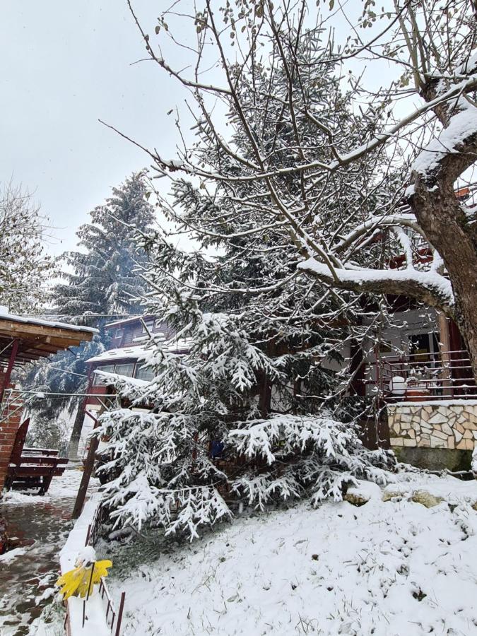 Vila Muntii Bucegi & Spa ブラン エクステリア 写真